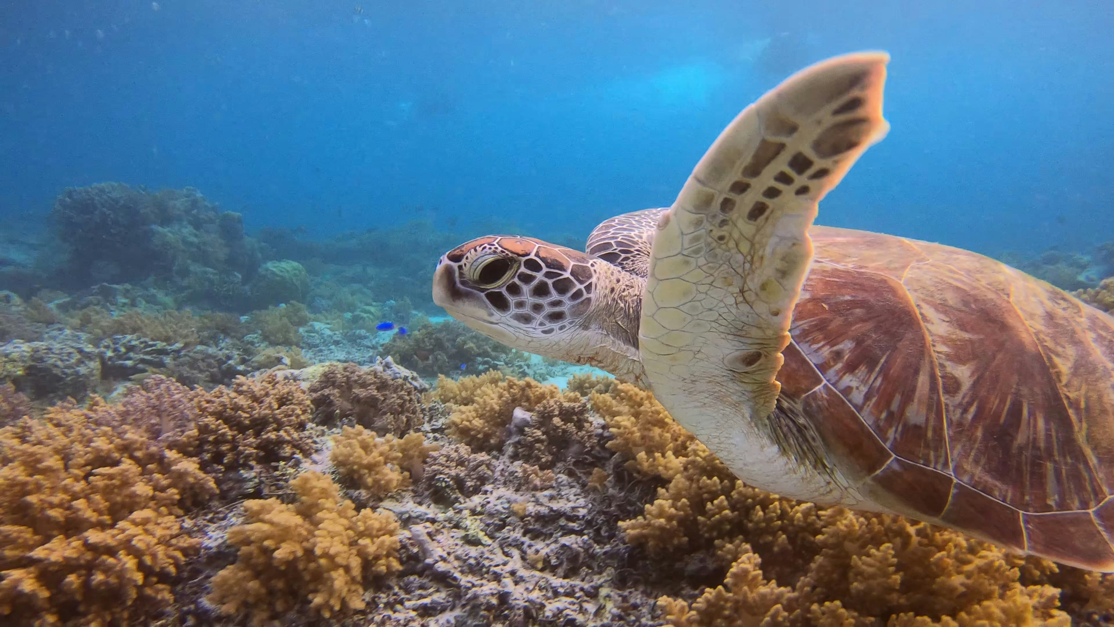 A sea turtle swimming over a coral reef in Pemuteran, Bali.